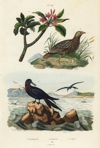 Gråvingad francolin, Scleroptila afra 2, stor fregattfågel, Fregata minor 3 och röd frangipani, Plumeria rubra 1 av Unbekannt
