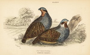 Grå rapphöna, Perdix perdix. 1889 (gravyr) av Unbekannter Künstler