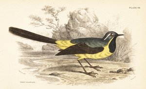 Grå vippsvans, Motacilla cinerea. 1889 (gravyr) av Unbekannter Künstler