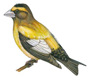 Gros bec errant - Evening grosbeak (Coccothraustes vespertines) av Unbekannter Künstler