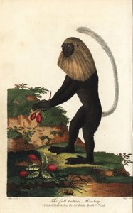 Guereza från Angola eller angolansk svartvit kolob - Angola colobus, Colobus angolensis. Fullbottnad apa, uppkallad efter sin likhet med en fullbottnad peruk. Handkolorerat kopparstick av J. Pass efter en illustration av Johann Jakob Ihle från Eb av Unbekannter Künstler