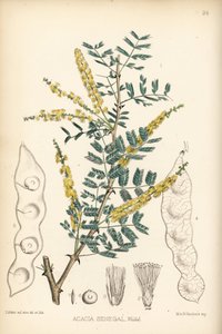 Arabiskt gummi, verek- eller hashabgummi, Acacia senegal. Handkolorerad litografi av Hanhart efter en botanisk illustration av David Blair från Robert Bentley och Henry Trimen