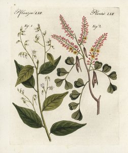 Benjointräd, Styrax benzoin 1, och timmerträd, Haematoxylon campechianum 2. Handkolorerat kopparstick från Bertuchs "Bilderbuch fur Kinder" (Bilderbok för barn), Weimar av Unbekannter Künstler