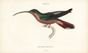 Hårbent kolibri, Glaucis hirsutus (Rufosbröstad eremit, Trochilus hirsutus). Handkolorerad stålgravyr av William Lizars från Sir William Jardine