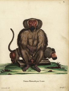 Hamadryas babian, Papio hamadryas. Simia hamadryas Linn. Handkolorerat kopparstick av Tyroff efter en illustration av George Edwards från Johann Christian Daniel Schreber