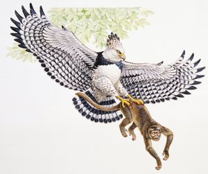 Harpyörnen, Harpia harpyja, fångar en kapucinapa i sina klor av Unbekannt