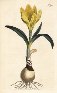 Skördare - Höstpåsklilja, Sternbergia lutea (Gul amaryllis, Amaryllis lutea) - Handkolorerat kopparstick från William Curtis