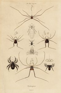 Skördemän, skördare eller pappa långben, Opiliones-arter av Unbekannt