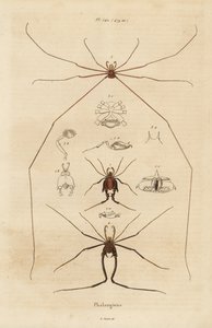 Skördemän, skördare eller pappa långben, Opiliones-arter av Unbekannt