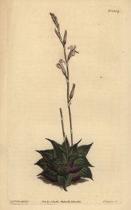 Haworthia mirabilis (Råbladig kuddealoe, Aloe mirabilis) av Unbekannt