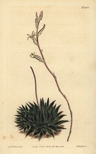 Haworthia pumila eller Tulista pumila (mörkbladig spindelaloe, Aloe arachnoides pumila) av Unbekannt