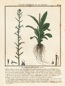 Heath lobelia, Lobelia urens. av Unbekannter Künstler