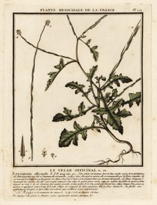 Häcksenap, Sisymbrium officinale. av Unbekannter Künstler