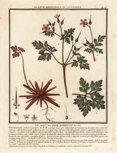 Ört-Robert, Geranium robertianum. av Unbekannter Künstler