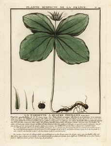 Ört-paris, Paris quadrifolia. av Unbekannter Künstler