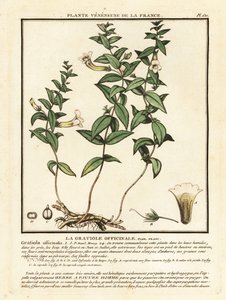 Nådens ört, Gratiola officinalis. av Unbekannter Künstler
