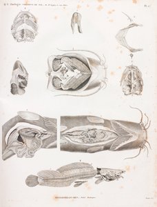 Heterobranches, anatomiska detaljer av Unbekannt