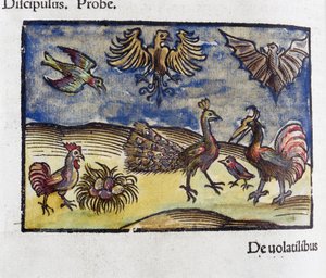Naturhistoria, 1500-talets zoologi: fåglar och fladdermöss av Unbekannt