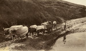 Ochsengespann bedeckt mit baskischen Stoffen, frühes 20. Jahrhundert