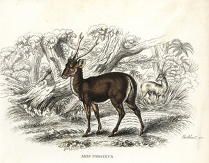 Svinhjort, Axis porcinus, utrotningshotad. Handkolorerad litografi av Gebhart från Georg Friedrich Treitschkes naturhistoriska galleri, Naturhistorischer Bildersaal des Thierreiches, Liepzig-1842. av Unbekannter Künstler