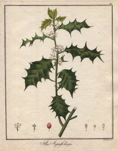 Holly. Färgat kopparstick, i Botanique Medicinale (publicerad i Berlin, Tyskland av Unbekannter Künstler