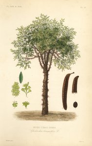 Honungsgräshoppa eller taggiga gräshoppor, Gleditsia triacanthos, Gleditschia triacanthos, Fevier a trois epines av Unbekannt