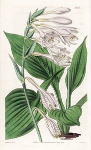 Hosta från Japan - Hosta sieboldii (Dr. Siebolds funkia, Funkia sieboldiana). Handkolorerat kopparstick efter en botanisk illustration av Walter Fitch från William Jackson Hooker