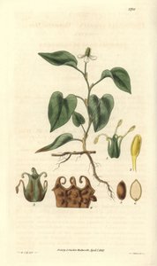Houttuynia har vita blommor, med detaljer om frukter, pistill och etaminer. Varieteten är infödd i Asien. Illustration av Wiliam Jackson Hooker (1785-1865), brittisk botaniker och författare, professor vid University of Glasgow (Skottland) och redaktör för av Unbekannter Künstler