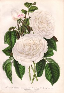 Vit hybridros, Imperatrice Eugenie, Kejsarinnan Eugenie. Kromolitografi ritad och litograferad av L. Stroobant för "L