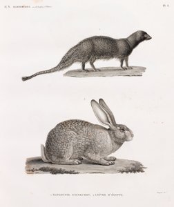Ichneumon Mongoose & Hare från Egypten av Unbekannt