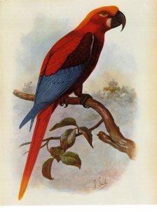 Illustration/Ara grossei/Jamaicansk papegoja av Unbekannt