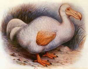 Illustration/Didus solitarius/Vit Dodo av återföreningen/Solitude av Unbekannt