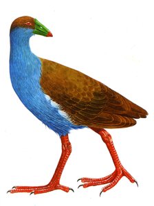 Illustration/Trybonyx roberti av Unbekannt