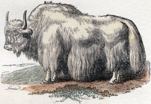 Illustration för "Alfabet Buffon" av Unbekannter Künstler