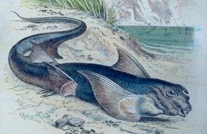 Illustration av en chimär (Hydrolagus colliei) av Unbekannter Künstler