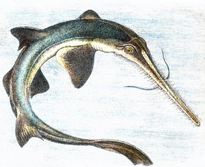 Illustration av en svärdfisk (Xiphias gladius) av Unbekannter Künstler