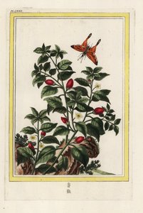 Indisk peppar. Peppar, Capsicum annuum. Handkolorerad etsning från Pierre Joseph Buchoz "Dyrbar och upplyst samling av de vackraste och märkligaste blommor, odlade både i Kinas trädgårdar och i Europas trädgårdar, Paris av Unbekannter Künstler
