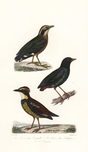Indisk pitta, hooded pitta och Javan banded pitta. av Unbekannter Künstler