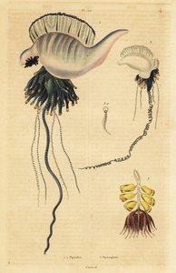 Indo-Stillahavsområdet portugisisk krigsman, Physalia utriculus 1, Azorerna krigsman, Physalia physalis 2 och Siphonophora zoophyte, Physsophora disticha av Unbekannt