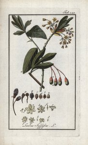 Irokesisk lagerhägg (Sassafras albidum). Litografi från "Afbeelding der Artseny-Gewassen" av Johannes Zorn (1739-1799), Nederländerna av Unbekannter Künstler