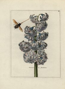 Jacint (eller hyacint), variete general av Maillebois, med ett bi - Litografi tillskriven Paul Theodor van Brussel (1754-1795), författare till omslagsbuketten, eller A.Bres., påverkad av Nicolas Robert (1614-1685), publicerad i "Nederlandsch Bloemwerk" (D av Unbekannter Künstler