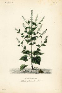 Jack-by-the-hedge eller vitlökssenap, Alliaria petiolata, Alliaria officinalis, Alliaire officinale av Unbekannt