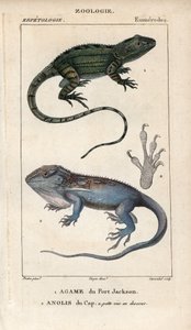 Jacky lashtail, Port Jackson agame, Amphibolurus muricatus, och Cape dwarf gecko, Cape anolis, Lygodactylus capensis. Handkolorerat kopparstick från Jussieus "Dictionary of Natural Sciences" 1816-1830. Volymerna om fiskar och reptiler av Unbekannter Künstler