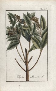 Jamaicansk peppar eller four spice eller girofleepeppar (Pimenta dioica). Litografi från "Afbeelding der Artseny-Gewassen" av Johannes Zorn (1739-1799), Nederländerna av Unbekannter Künstler