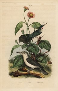 Jamaicansk tody, Todus todus, Mariana kungsfiskare, Todiramphusörn och solros, Tithonia tagetiflora av Unbekannt
