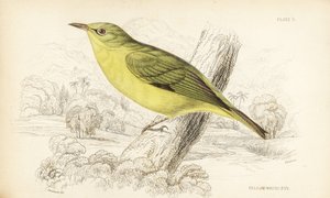 Javavitögat, Zosterops flavus (Gulvitögat, Zosterops flava). Handkolorerat stålstick av William Lizars efter William Swainson från Sir William Jardine