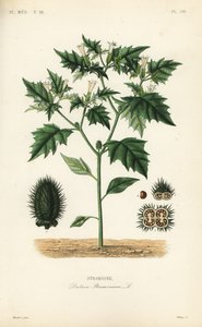 Jimsonweed eller djävulens snara, Datura stramonium, Stramoine av Unbekannt