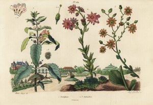 Josephineväxt, Josephinia kejsarinna 1 och stengröt, Crassula art 2,3 av Unbekannt