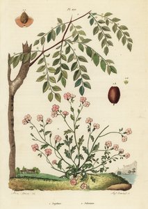 Jujube eller kinesisk dadel, Ziziphus jujuba 1, och Virginia stock, Malcolmia maritima 2 av Unbekannt