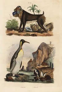 Kungspingvin, Aptenodytes patagonicus 1, och mandrill, Mandrillus sfinx, sårbar, 2 av Unbekannt